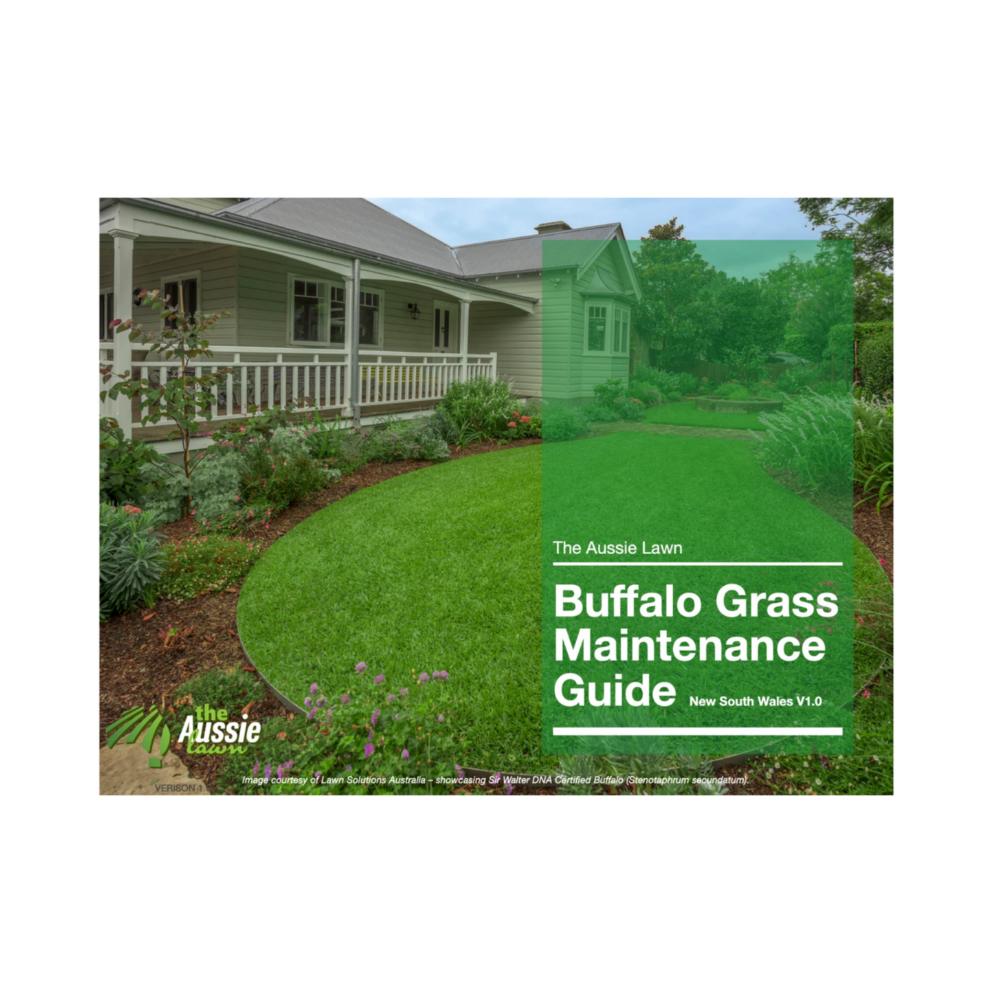 New South Wales Buffalo Grass Lawn Maintenance Guide