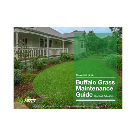 New South Wales Buffalo Grass Lawn Maintenance Guide