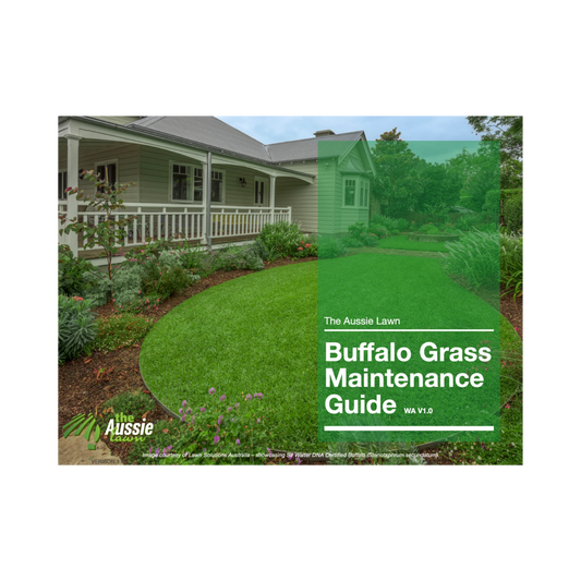 Western Australia Buffalo Grass Lawn Maintenance Guide
