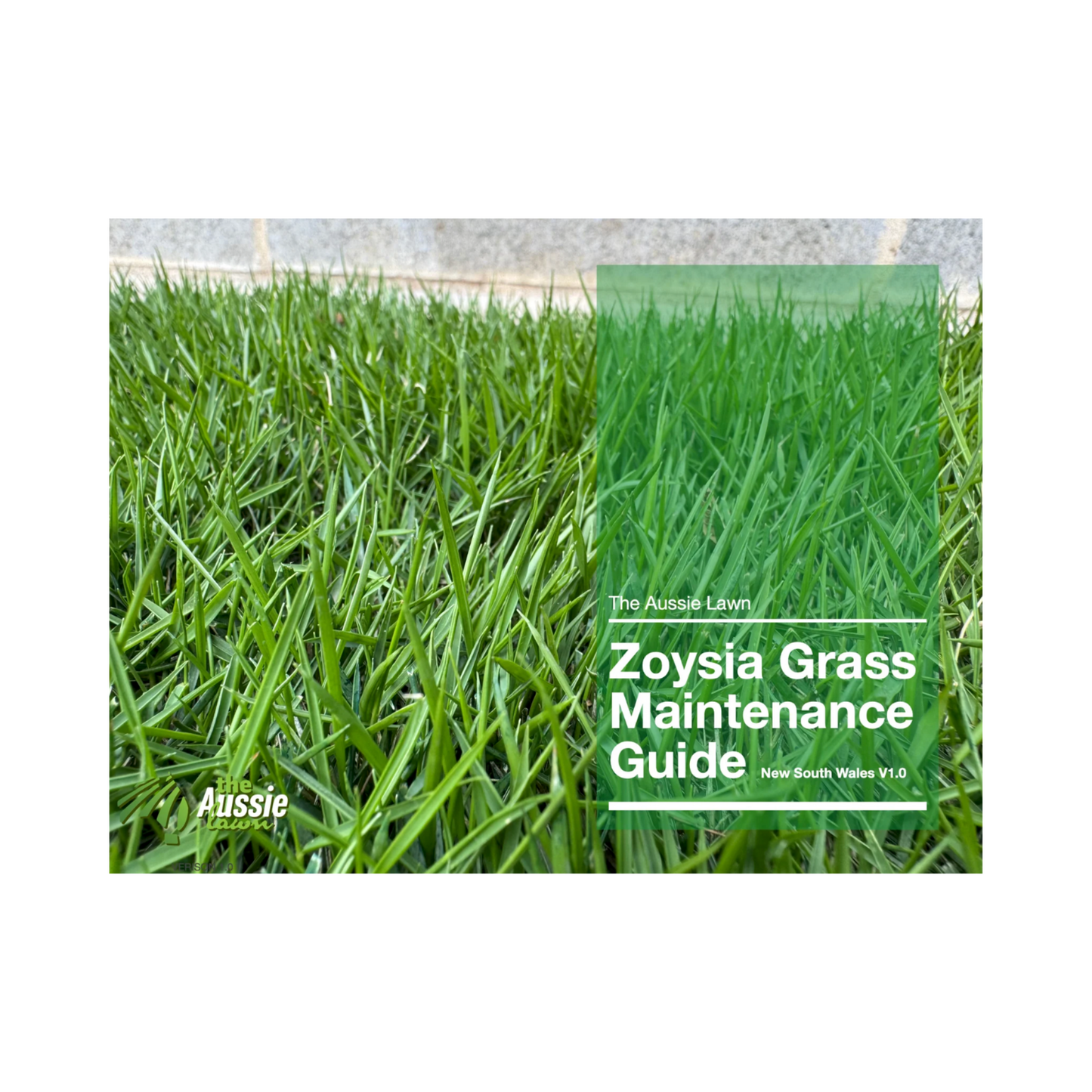 New South Wales Zoysia Grass Lawn Maintenance Guide