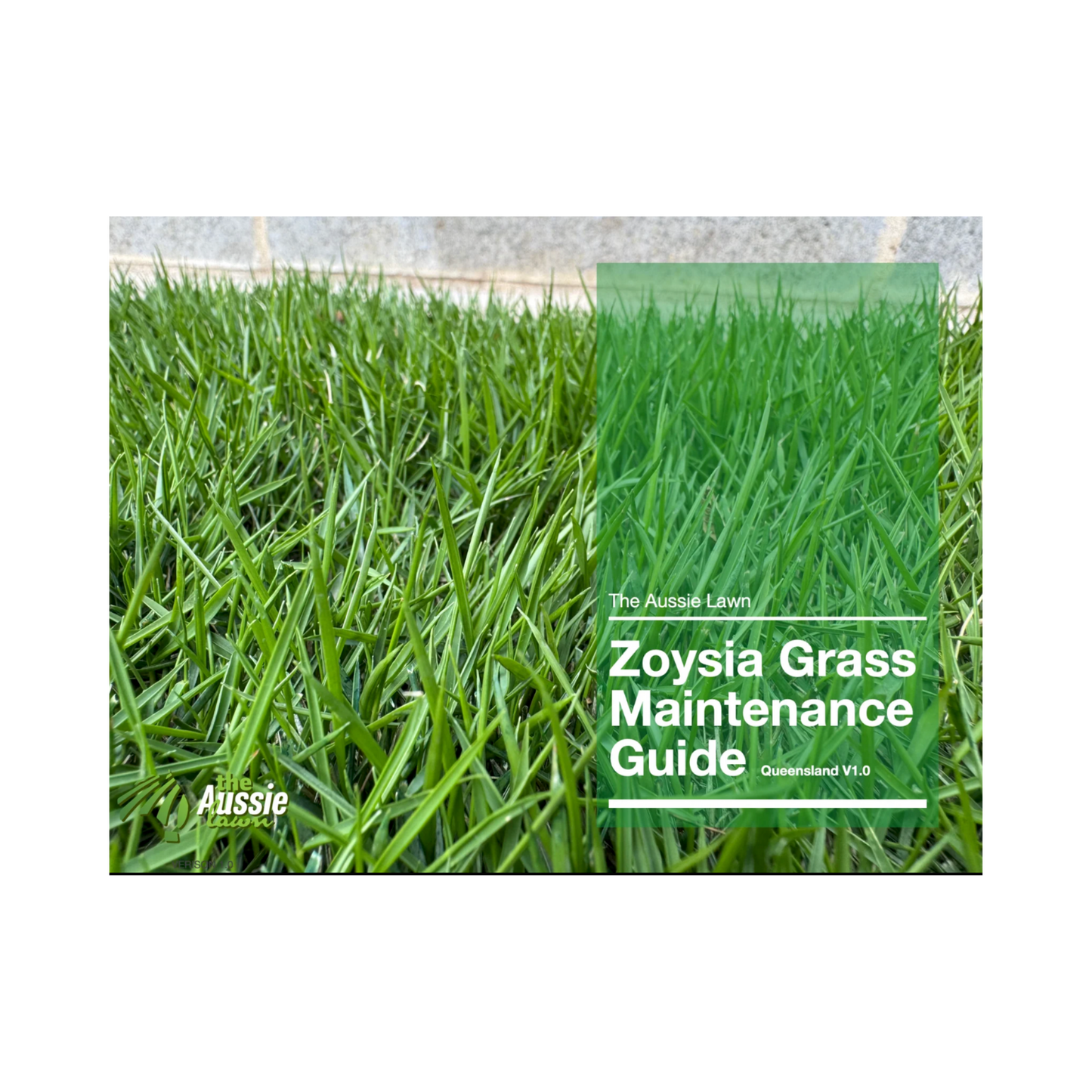 Queensland Zoysia Grass Lawn Maintenance Guide